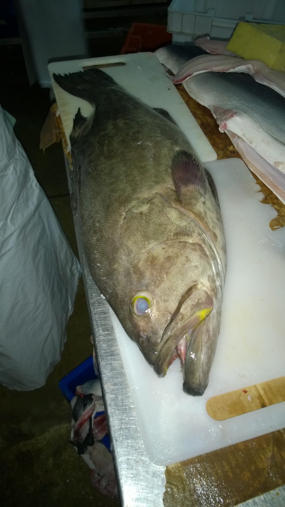 Catch of the Day // Terminal Pesquero – The Little Edition