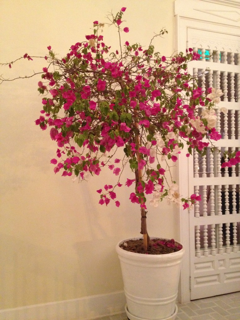 bougainvillea tree