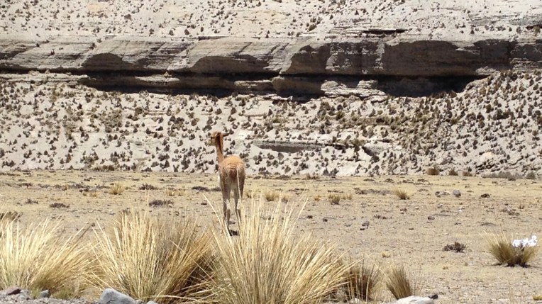 close up vicuña // A Slice of Peru