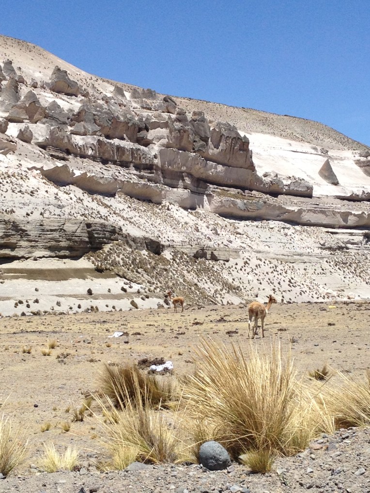 vicuñas // A Slice of Peru