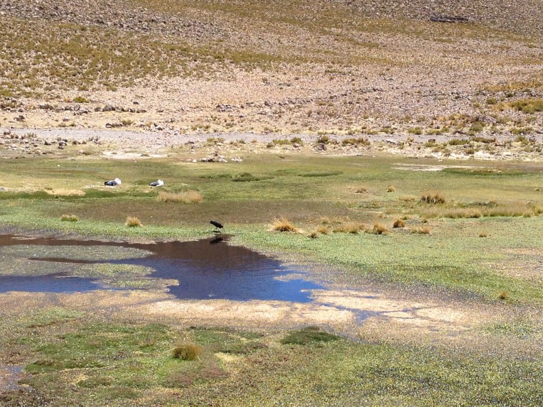 birds in the wetlands // A Slice of Peru