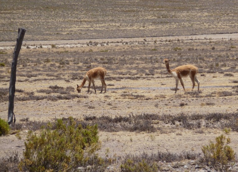 vicuña // A Slice of Peru