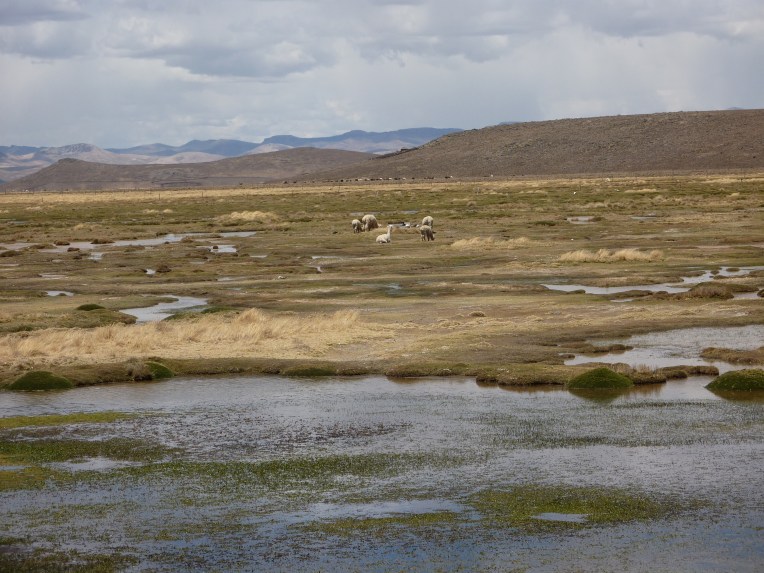 wildlife in the wetlands // A Slice of Peru