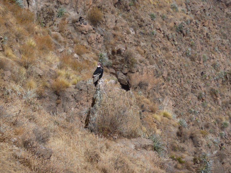 an adult and young condor // A Slice of Peru