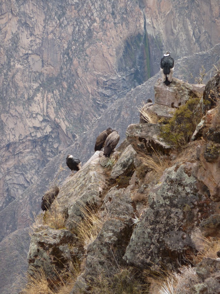 condors resting // A Slice of Peru
