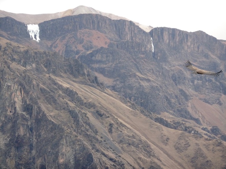 condor flying close by // A Slice of Peru