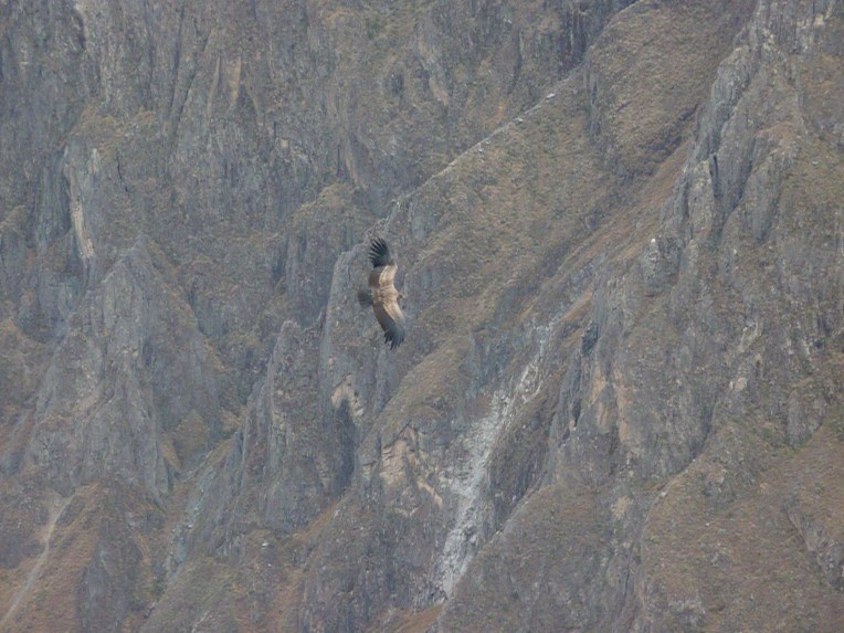 condor // A Slice of Peru