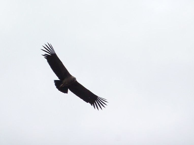 condor // A Slice of Peru
