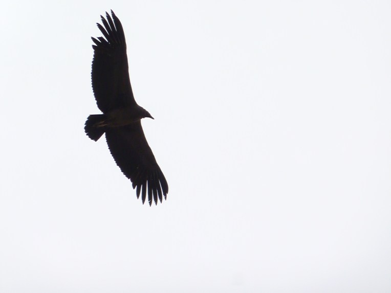 condor // A Slice of Peru