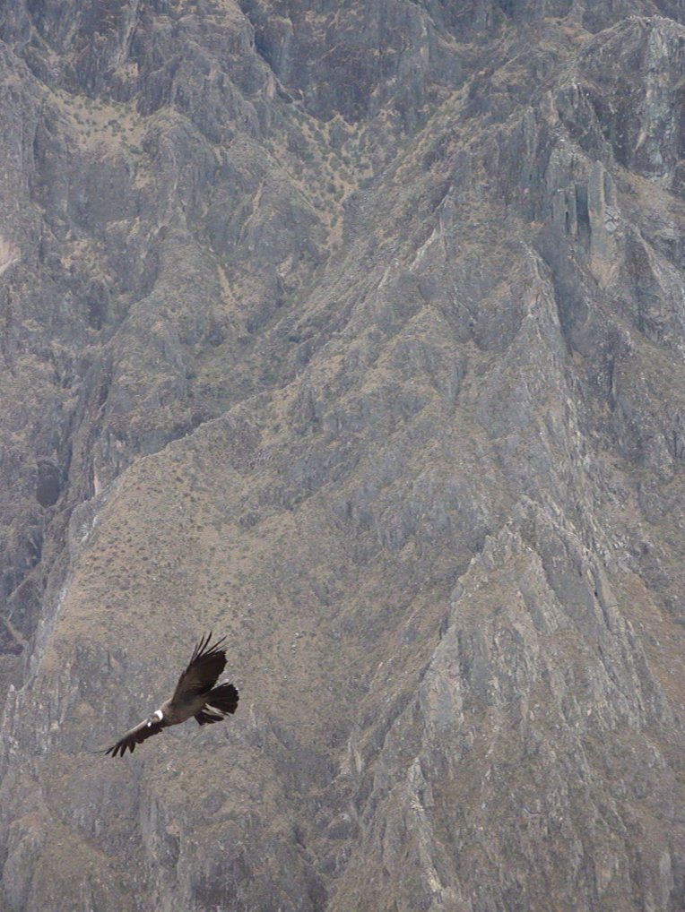 condor // A Slice of Peru