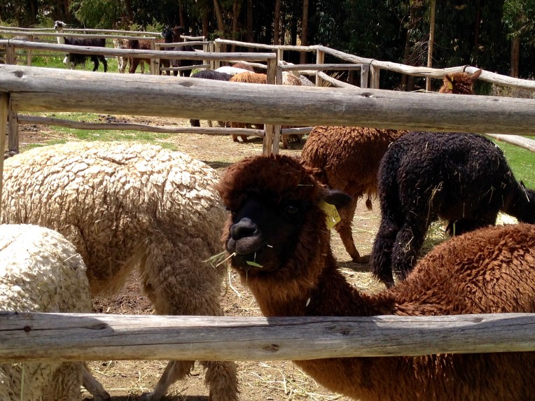 alpacas - Colca Lodge // A Slice of Peru