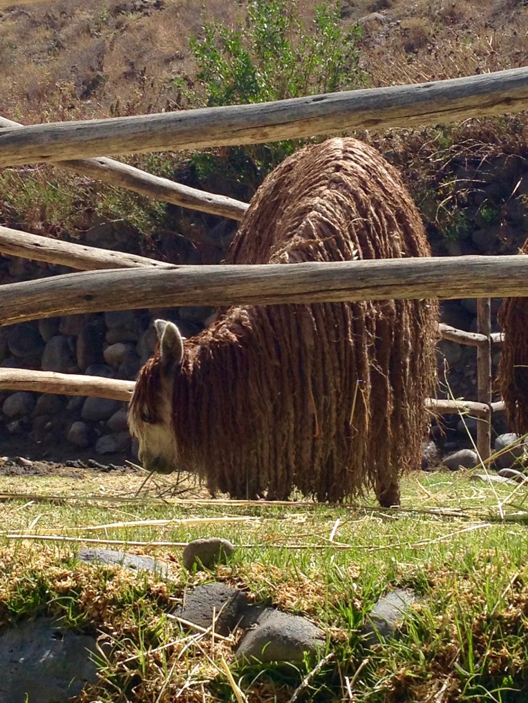 Suri alpaca - Colca Lodge // A Slice of Peru