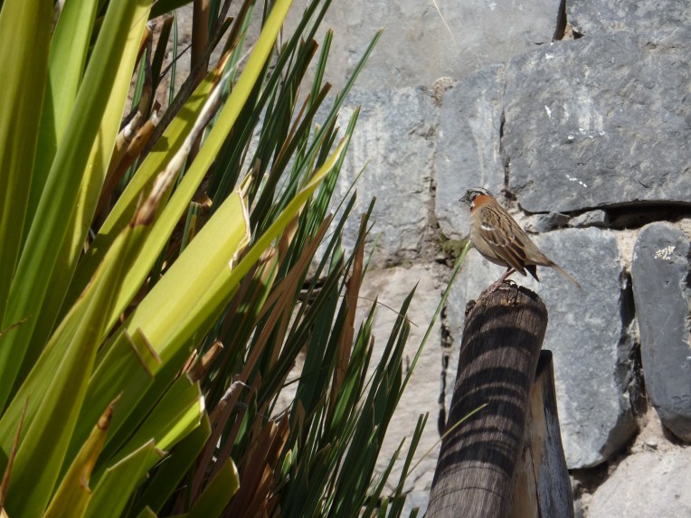 bird - Colca Lodge // A Slice of Peru