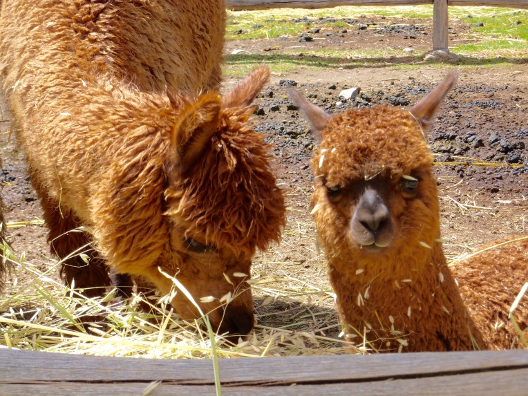 huacaya alpaca - Colca Lodge // A Slice of Peru