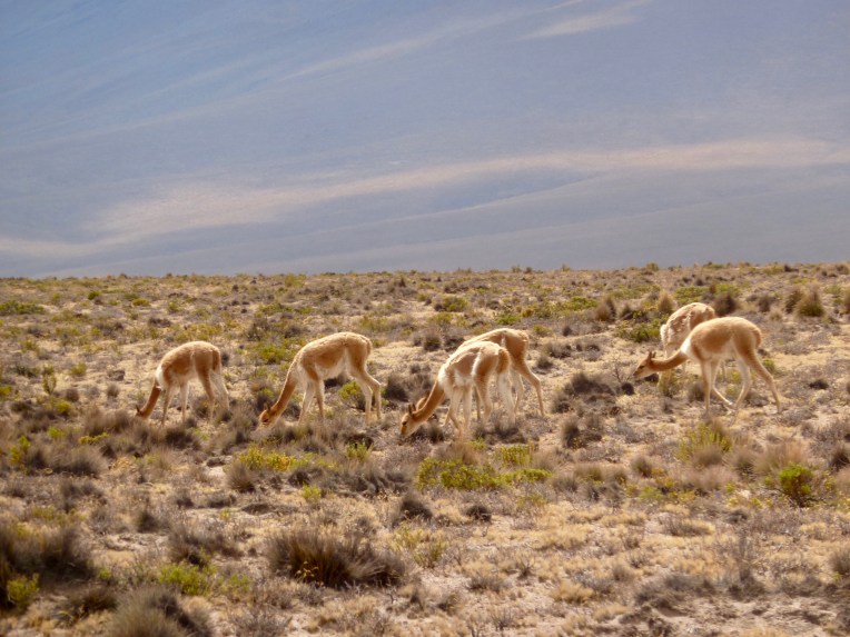 vicuña - Arequipa // A Slice of Peru