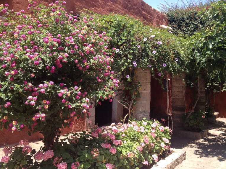 flowers, Santa Catalina Monastery, Arequipa // A Slice of Peru
