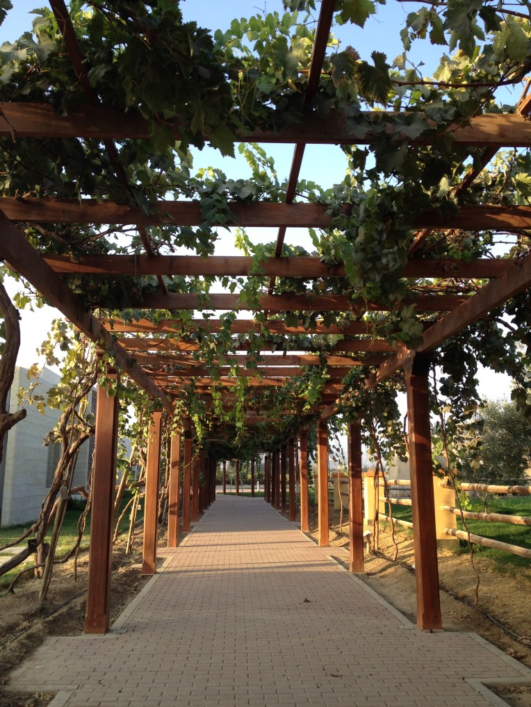 vines - La Caravedo // A Slice of Peru